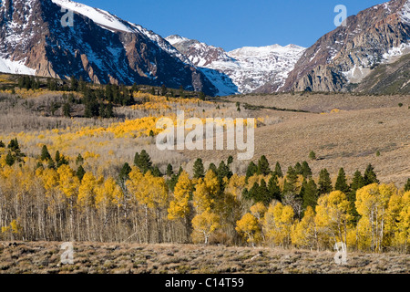 Eine Landschaft mit Herbstlaub, Schnee bedeckt, Berg- und Espe Bäume in der Sierra Mountains in der Nähe von Lee Vining, California Stockfoto