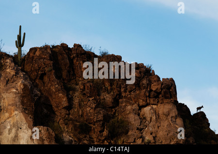 Eine weibliche Wüste Bighorn Schafe (Ovis Canadensis Nelsoni) ist gegen die Skyline im Süden Arizonas Silhouette. Stockfoto