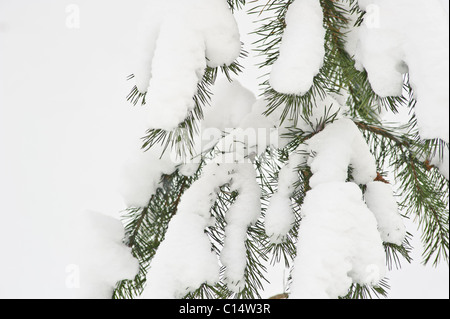 Tannenzweigen bedeckt mit Schnee, Schweden Stockfoto