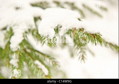 Tannenzweigen bedeckt mit Schnee, Schweden Stockfoto