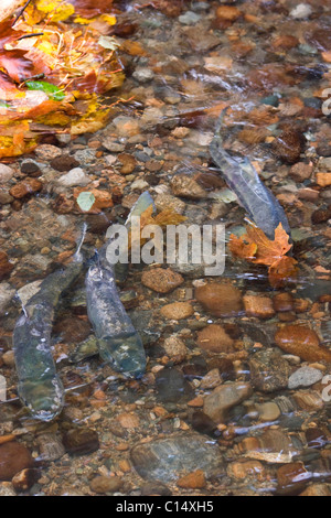 Chum Lachs laichen zwischen Herbst Blätter, Hyde Creek Naturgebiet, Port Coquitlam, BC, Kanada Stockfoto