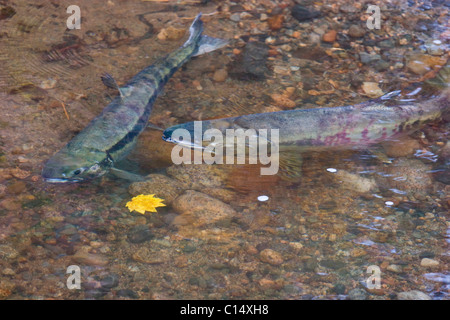 Chum Lachs laichen, Hyde Creek Naturgebiet, Port Coquitlam, BC, Kanada Stockfoto