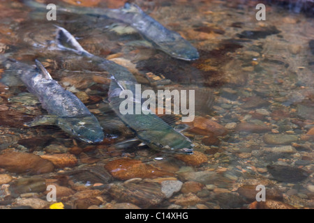 Chum Lachs laichen in klaren Bach, Hyde Creek Naturgebiet, Port Coquitlam, BC, Kanada Stockfoto