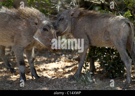 YOUNG WARZENSCHWEINE ADDO ELEPHANT NATIONAL PARK 29. Januar 2011 Stockfoto