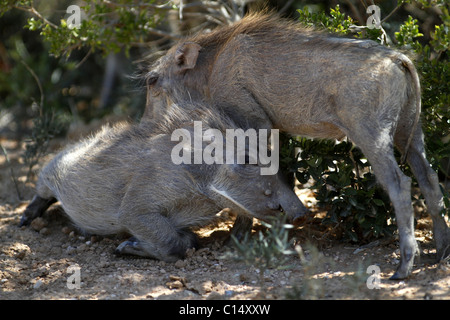 YOUNG WARZENSCHWEINE ADDO ELEPHANT NATIONAL PARK 29. Januar 2011 Stockfoto