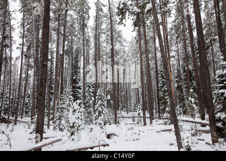 Wald von gleich hohen Lodgepole Kiefern im Neuschnee, Grand-Teton-Nationalpark, Wyoming Stockfoto