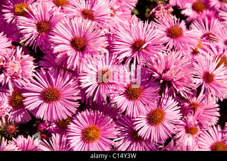 Nahaufnahme des Clusters von rosa Astern im Garten Stockfoto