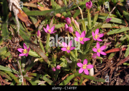 Geringerem / verzweigte Tausendgüldenkraut (Centaurium Pulchellum: Gentianaceae), UK. Stockfoto