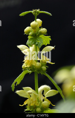 Gelbe Erzengel (Lamiastrum Galeobdolon) in Blüte, Frühling, Yorkshire Wald, UK Stockfoto