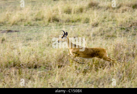 Springen andere - Masai Mara National Reserve, Kenia Stockfoto