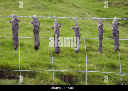 Tote Maulwürfe (Talpa Europaea) aufgereiht auf Zaun, Swaledale, Yorkshire, Großbritannien Stockfoto