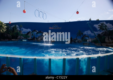 Zoo Marine in Albufeira Portugal-Delphin-show Stockfoto