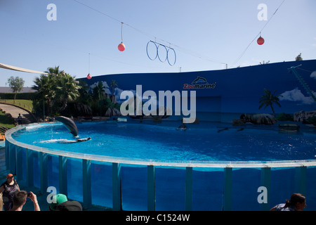 Zoo Marine in Albufeira Portugal-Delphin-show Stockfoto