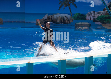 Zoo Marine in Albufeira Portugal-Delphin-show Stockfoto