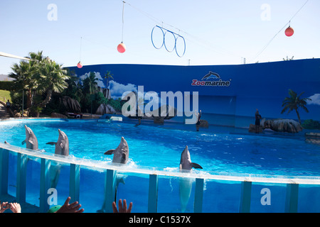 Zoo Marine in Albufeira Portugal-Delphin-show Stockfoto