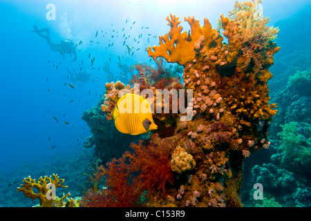 Eine gelbe maskierte Falterfische schwebt neben einigen harten Korallen, während eine Gruppe von Tauchern zu schwimmen, in die Ferne Stockfoto