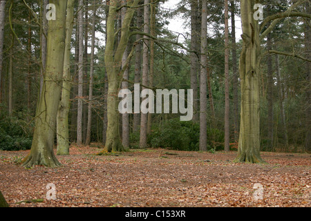 Buche Bäume in einem Wald in Virginia Water, England Stockfoto