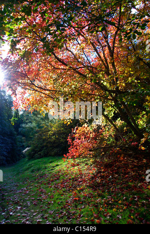 Bunter Herbst Bäume Stockfoto