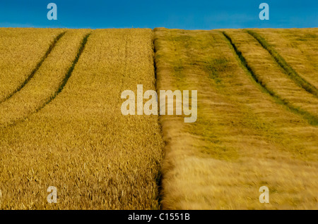 Doppel-Feld Stockfoto