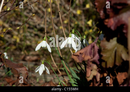 Schneeglöckchen - die ersten Blumen Stockfoto