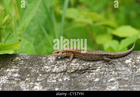 Zauneidechse in seiner natürlichen Umgebung-Nahaufnahme Stockfoto