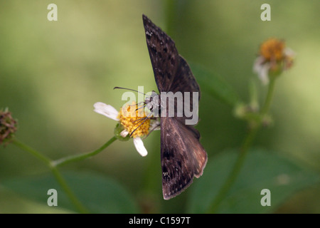 Horaces Duskywing Erynnis Cocles Stockfoto