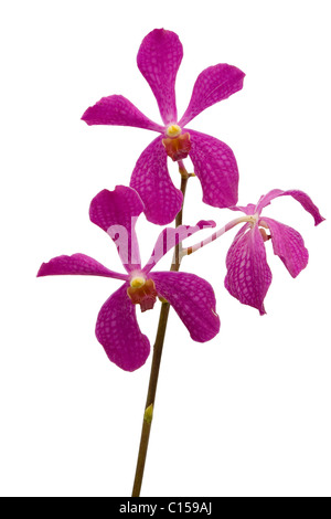 Stamm von rosa Orchideen isoliert auf weißem Hintergrund Stockfoto