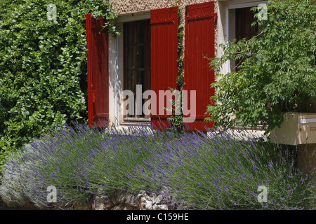 Lavendel wächst unter roten Fenstern mit Fensterläden auf einem alten Bauernhof auf dem Land, Frankreich. Stockfoto