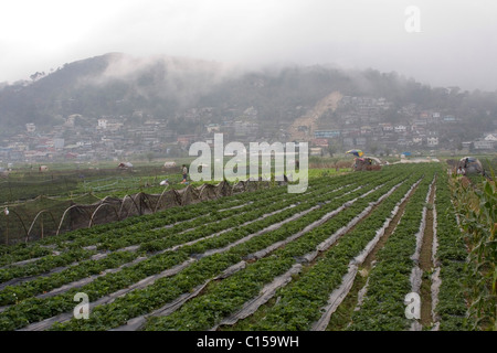 Nebel auf dem Erdbeerfeld in La Trinidad Tal, Baguio, Benguet Provinz, Philippinen Stockfoto