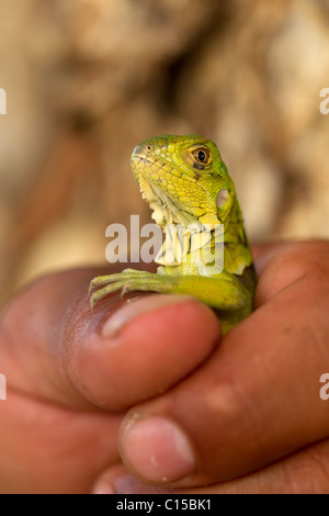 Nahaufnahme eines Jungen Leguan Stockfoto
