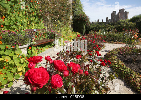 Dorf von Mey, Schottland. Spätsommer auf rote Rosen in voller Blüte in der Burg von Mey ummauerten Garten. Stockfoto