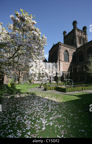 Von Chester, England. Eine Magnolie in voller Blüte mit Kreuzgang Garten von Chester Kathedrale im Hintergrund. Stockfoto