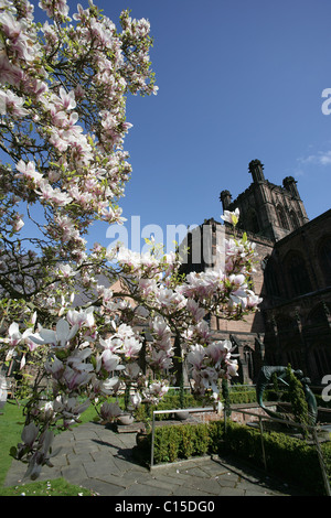 Von Chester, England. Eine Magnolie in voller Blüte mit Kreuzgang Garten von Chester Kathedrale im Hintergrund. Stockfoto