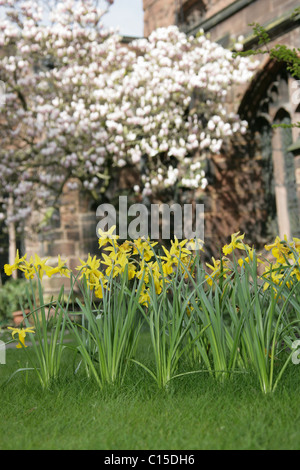 Von Chester, England. Ein Frühling Blick auf Narzissen in voller Blüte an Chester Cathedral Klostergarten. Stockfoto