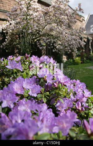 Von Chester, England. Ein Frühling Blick auf lila Rhododendron in voller Blüte an Chester Cathedral Klostergarten. Stockfoto