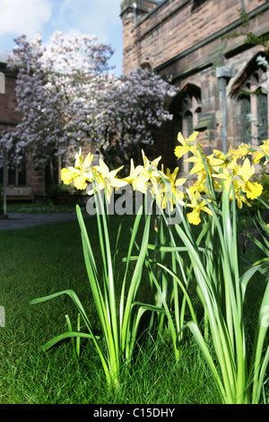 Von Chester, England. Ein Frühling Blick auf Narzissen in voller Blüte an Chester Cathedral Klostergarten. Stockfoto