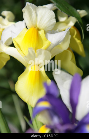 Von Chester, England. Nahaufnahme Spätfrühling von gelben und weißen Iris in Chester Cathedral Klostergarten. Stockfoto