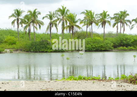 Schöne Linie der Palmen in Puna Insel Ecuador Stockfoto