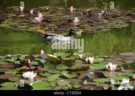 Stapeley Wassergärten, England. Sommer der Seerosen in voller Blüte am Stapeley Wassergärten anzeigen Gärten. Stockfoto