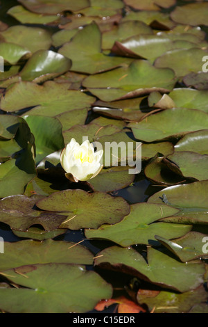 Stapeley Wassergärten, England. Sommer der Seerosen in voller Blüte am Stapeley Wassergärten anzeigen Gärten. Stockfoto