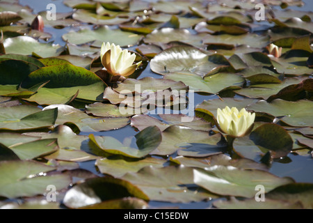 Stapeley Wassergärten, England. Sommer der Seerosen in voller Blüte am Stapeley Wassergärten anzeigen Gärten. Stockfoto