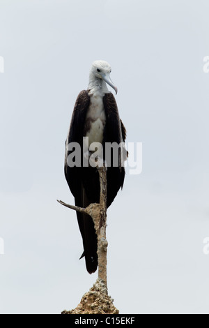 Weibliche Fregatte Vogel gegen den blauen Himmel Stockfoto