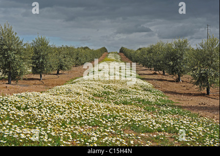 Gänseblümchen wachsen zwischen Olivenbäumen, Moura, Alentejo, Portugal Stockfoto