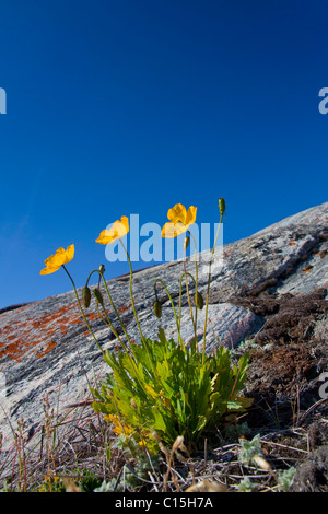 Arktische Mohn (Papaver Radicatum), Blüte. Diskobucht Grönland. Stockfoto