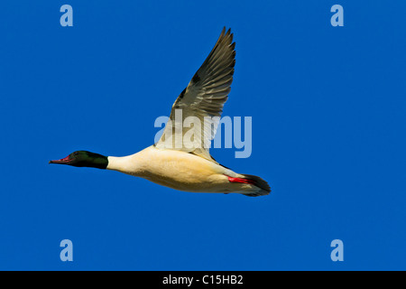 Gemeinsamen Prototyp, Gänsesäger (Mergus Prototyp), Männchen im Flug. Stockfoto