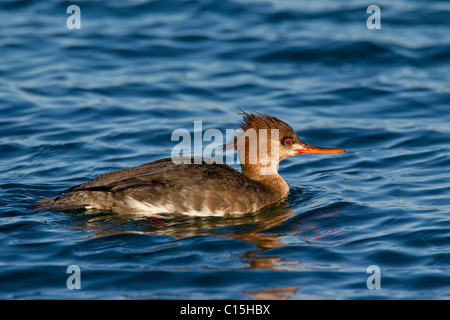 Red-breasted Prototyp (Mergus Serrator), weibliche auf dem Wasser. Stockfoto