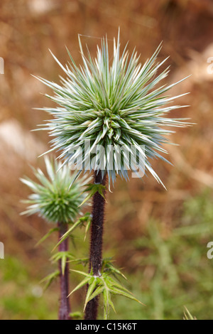 Wilde Distel Saatgut Kopf, Syros Griechenland Stockfoto