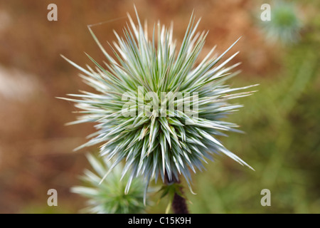 Wilde Distel Saatgut Kopf, Syros Griechenland Stockfoto