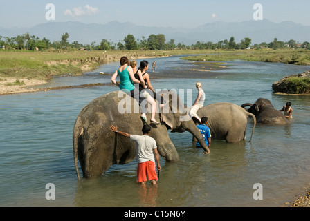 Reisenden Bad Elefanten im Fluss Rapti, Chitwan, Nepal. Stockfoto