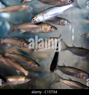 Baby Meeräschen im Tank im Two Oceans Aquarium Stockfoto